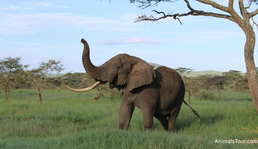 Animals That Live In Savannas