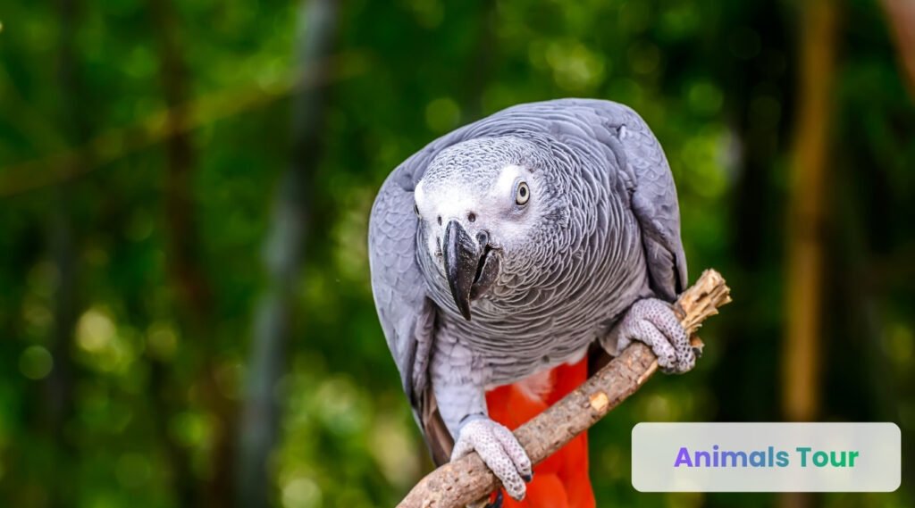 African Grey Parrot -most intelligent talking bird with highest IQ