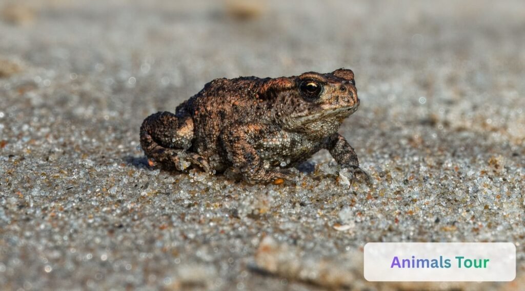 American Toad