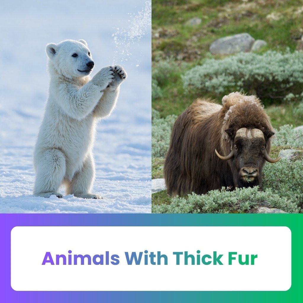 Animals With Thick Fur