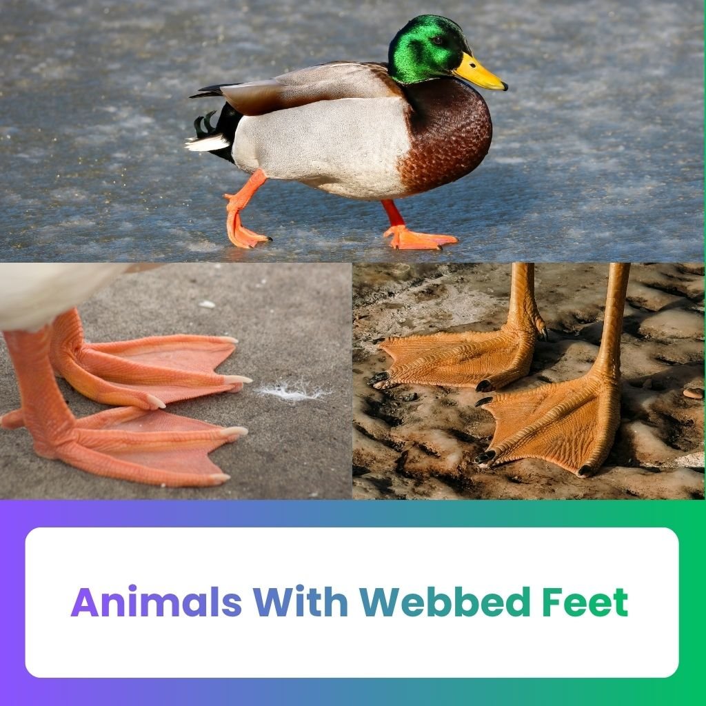 Animals With Webbed Feet