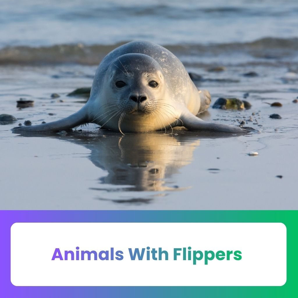 Animals with Flippers