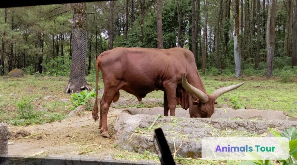 Ankole-Watusi