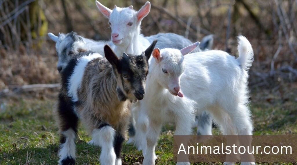 Baby goats