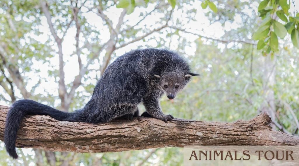 Binturong