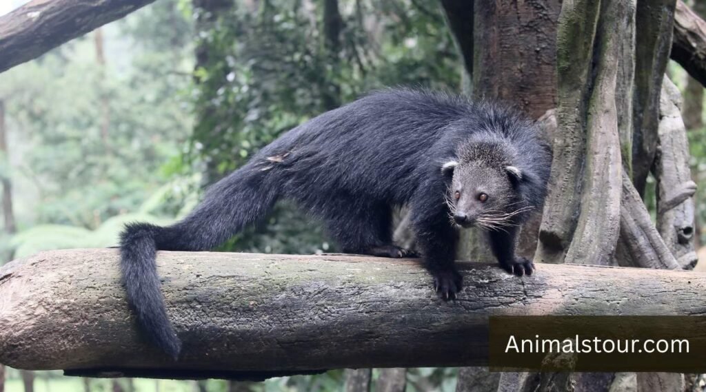 Binturong