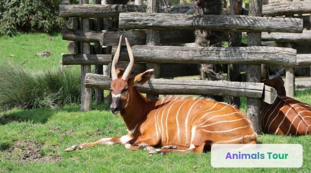 Bongo