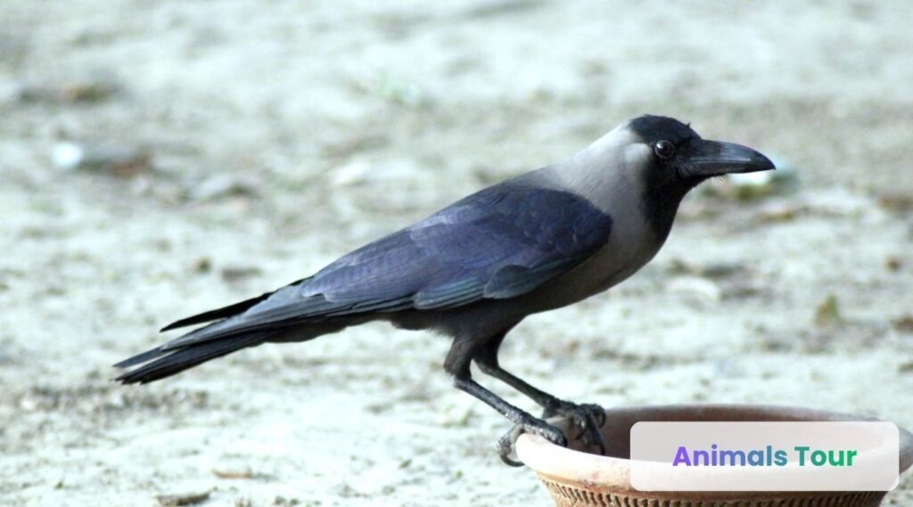 Crow-Smartest Bird in the World