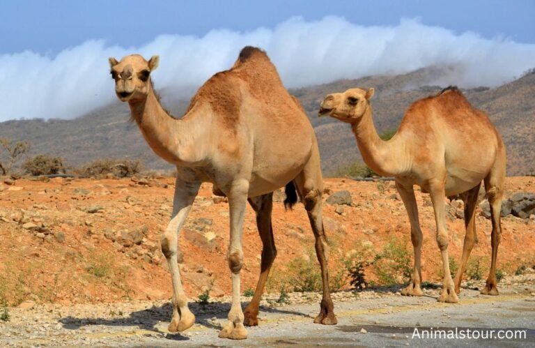 Animals with hooves