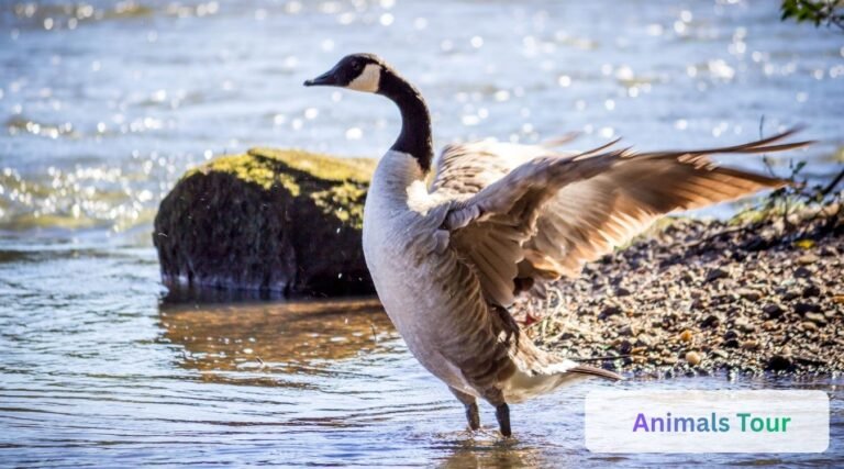 Webbed Foot Rabbit Discover Top 18 Animals with Webbed Feet (plus images) - Animals Tour