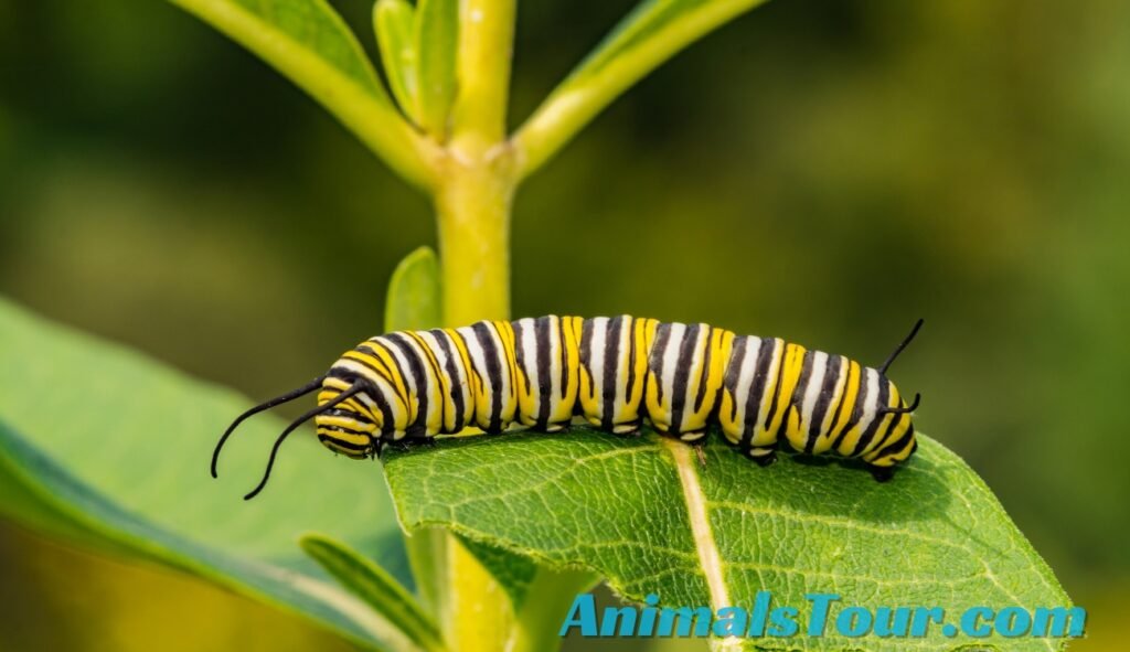 Animals With Small Eyes