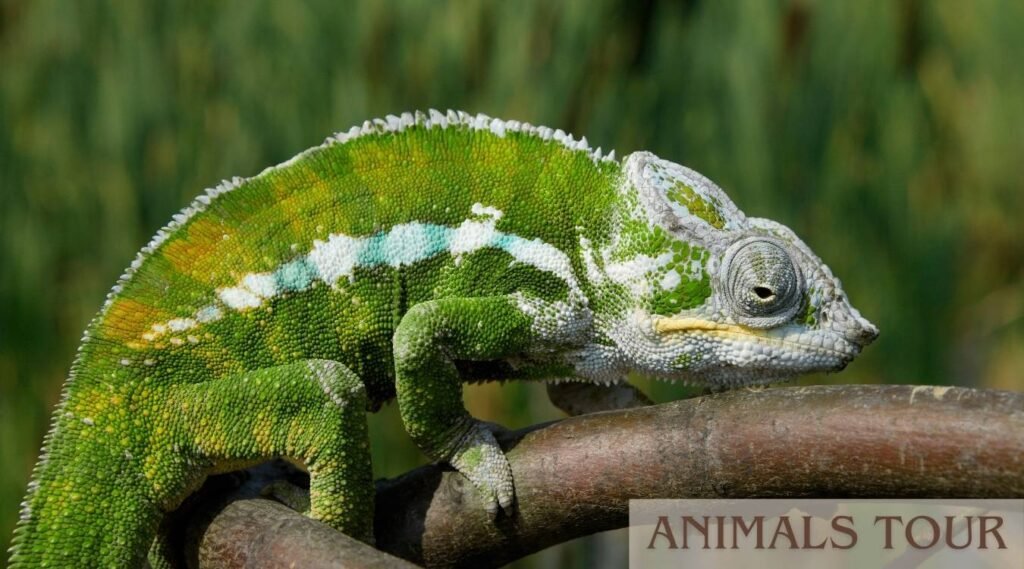Chameleon