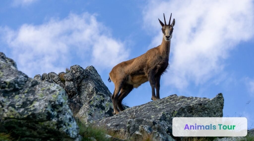 Chamois