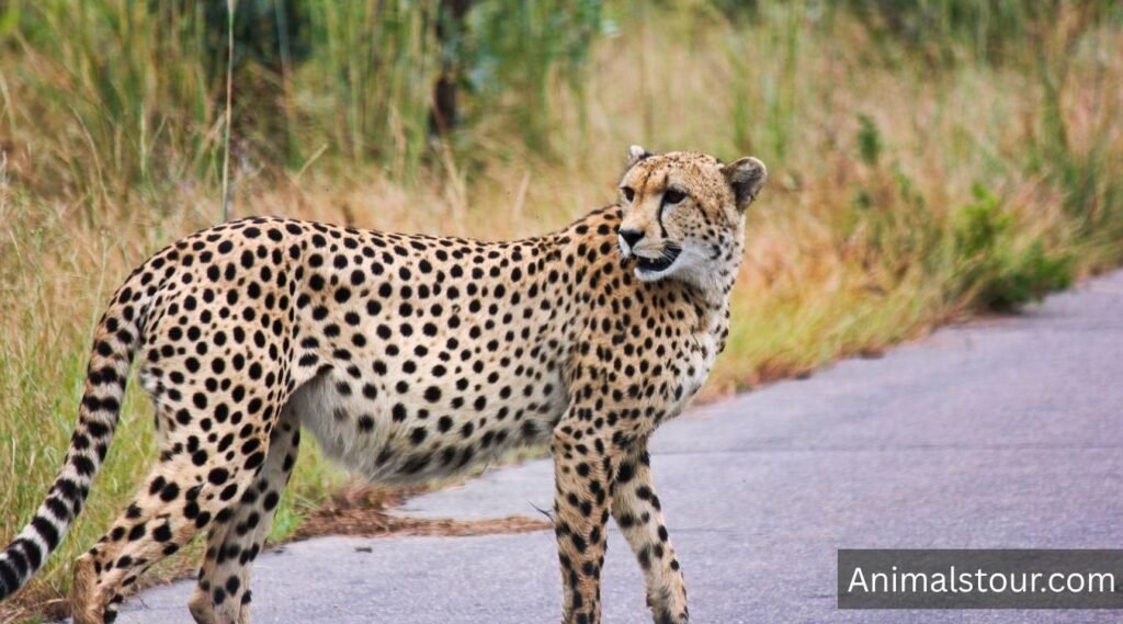 Cheetahs
