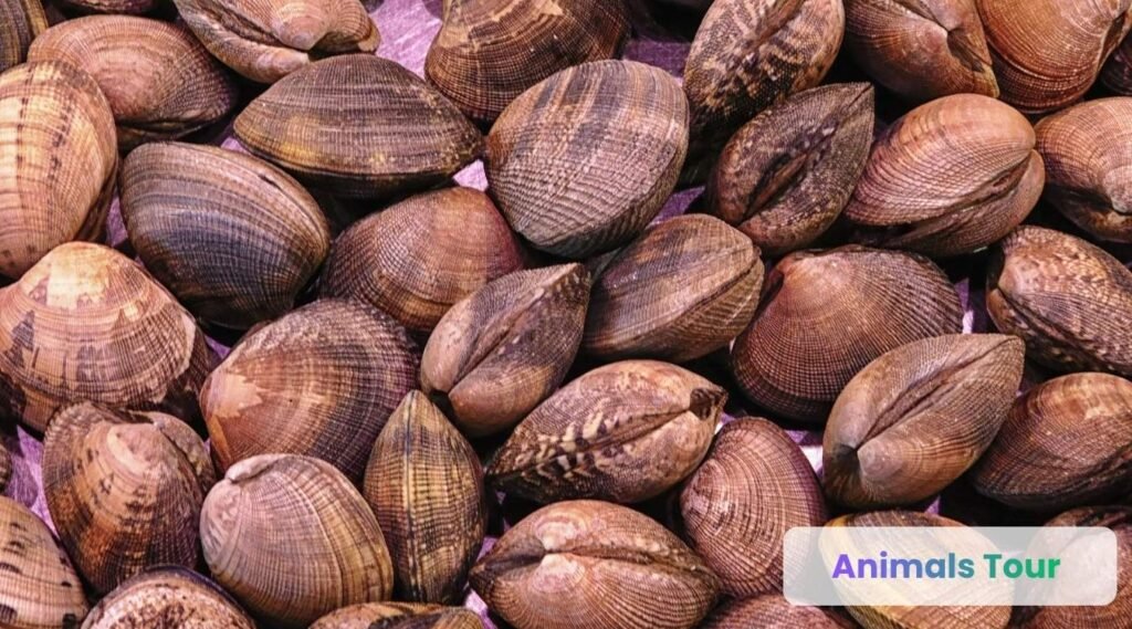 Clams