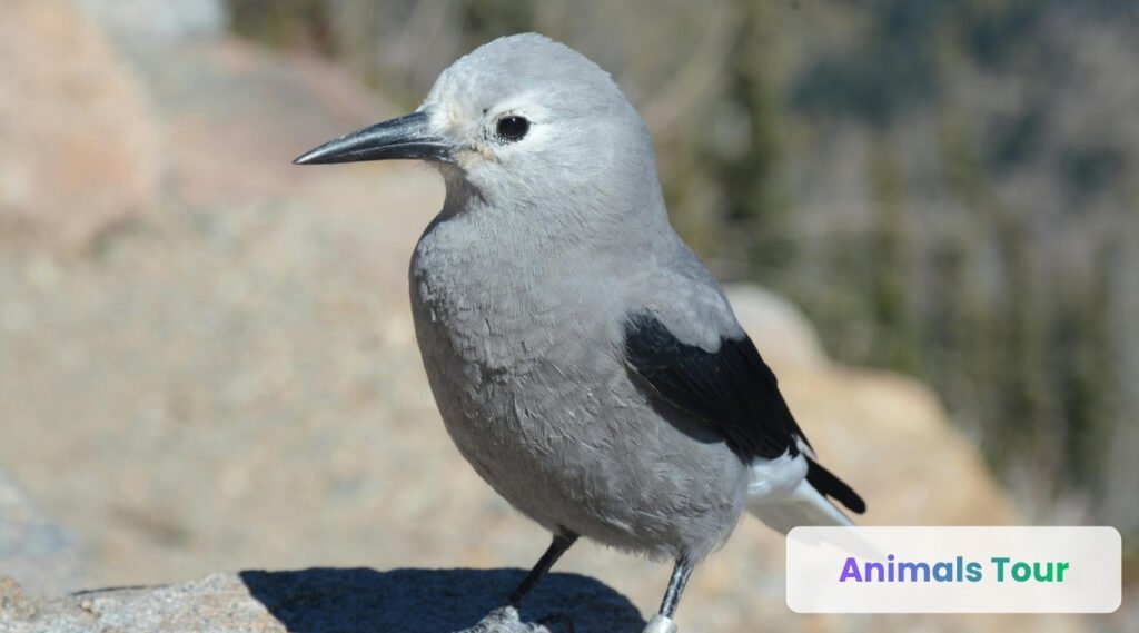Clark's Nutcracker-Smartest bird for  memory and navigation