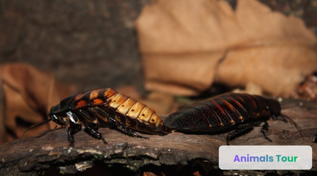 Cockroach-dirtiest animal 