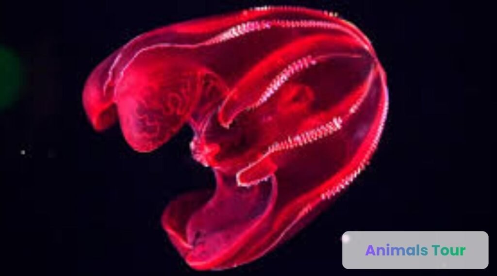 Comb Jelly