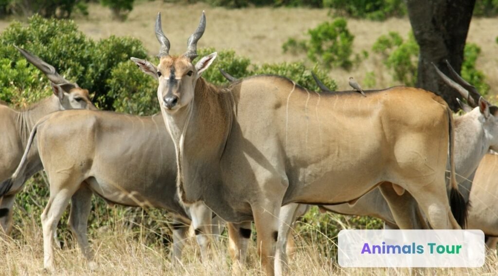  Common Eland-Animals with Horns