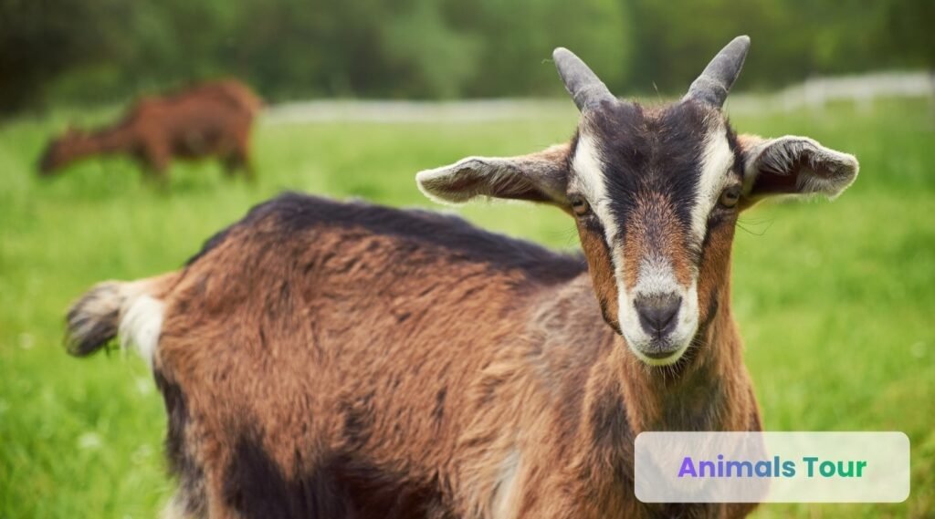 Domestic Goat