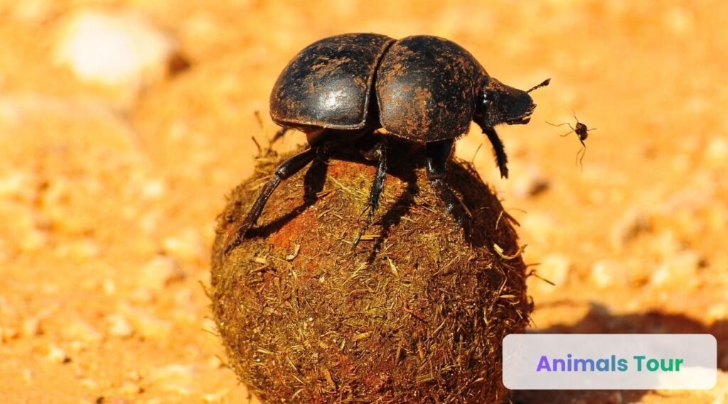 Dung Beetle: among dirtiest animals in the world
