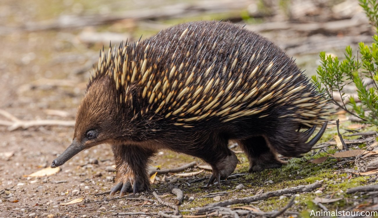 Animals with quill
