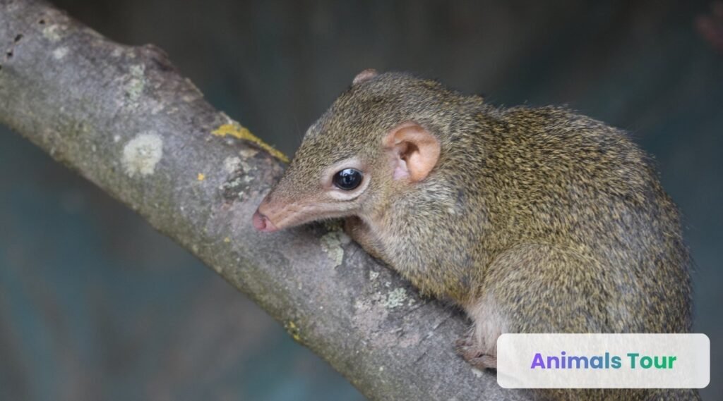 Elephant Shrew-which animal has a trunk