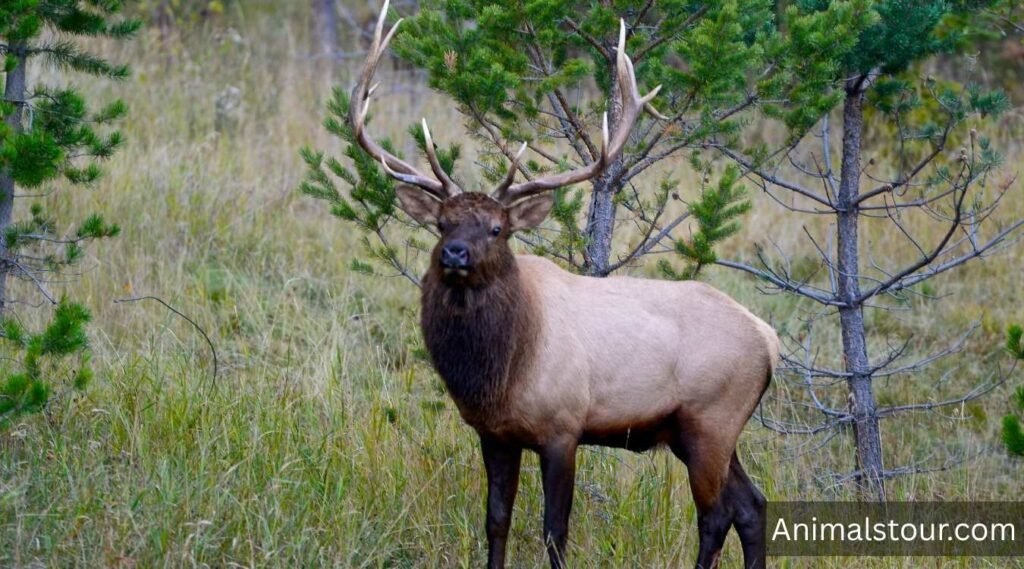 Elk 