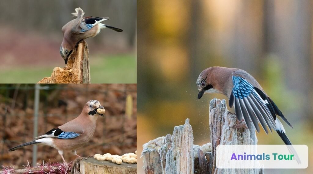 Eurasian Jay – The Future Planner smartest bird