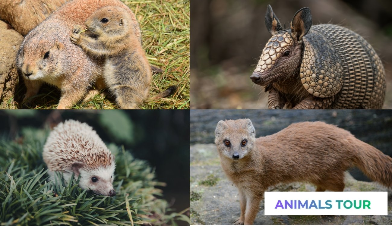 Animals with small eyes