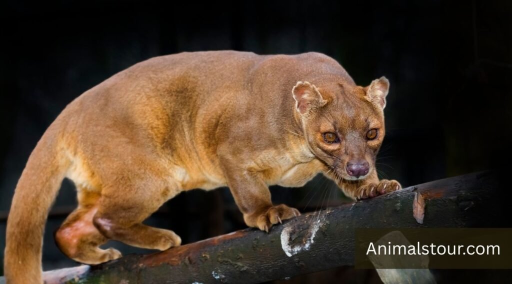 Fossa
