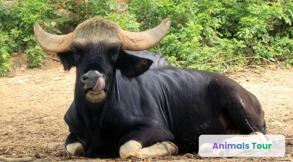 Gaur-horned animal