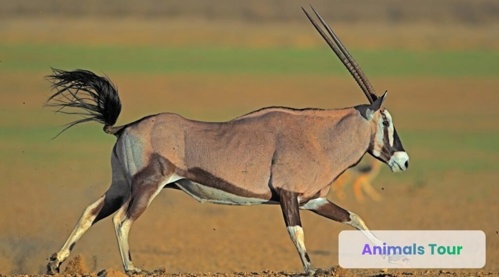 Gemsbok 