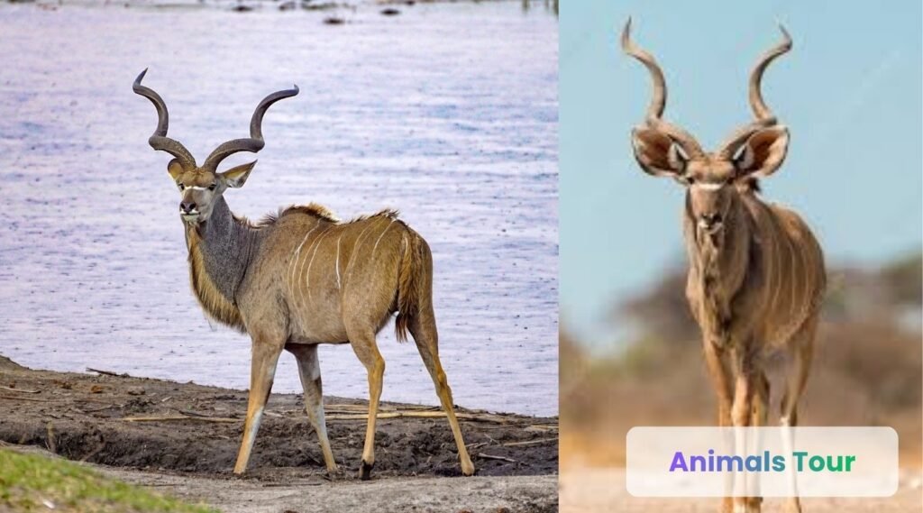 Greater Kudu - Animals with long horns