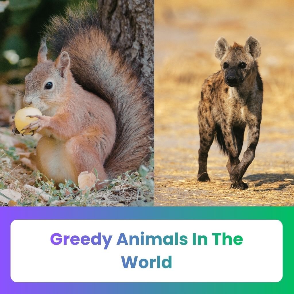 Greedy Animals in The World