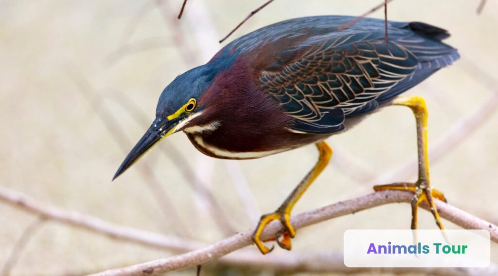Green Heron-smartest birds in the world