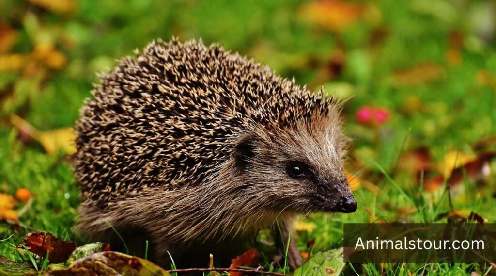 Hedgehog