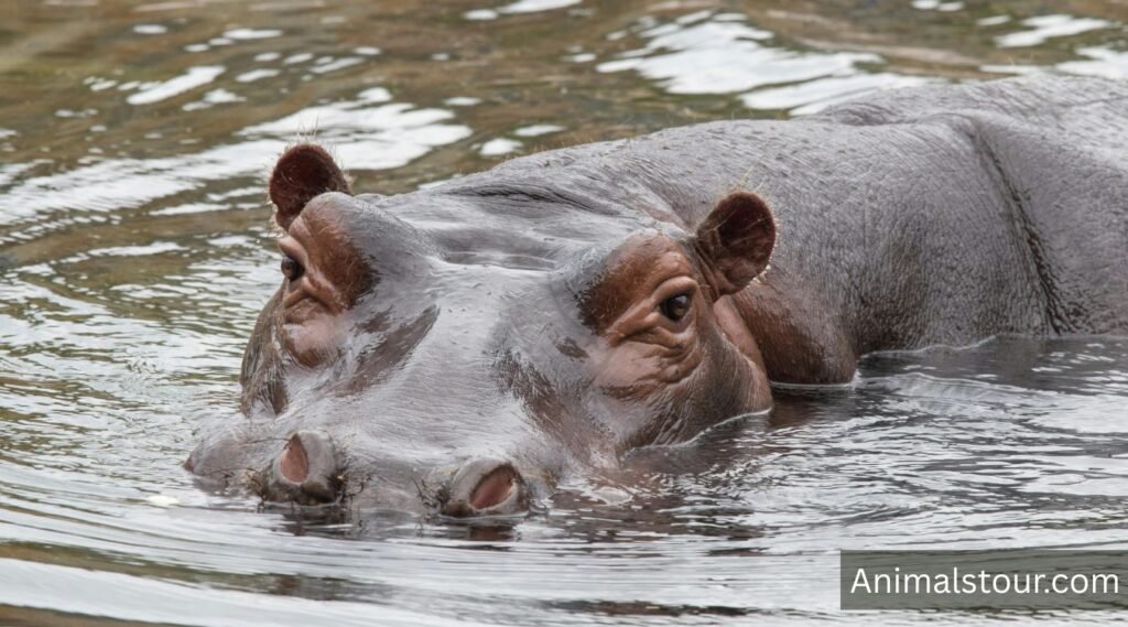 Hippos