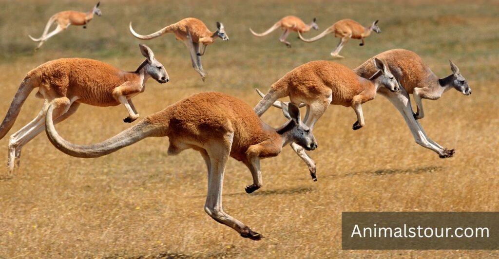 How Fast Can Kangaroos Run