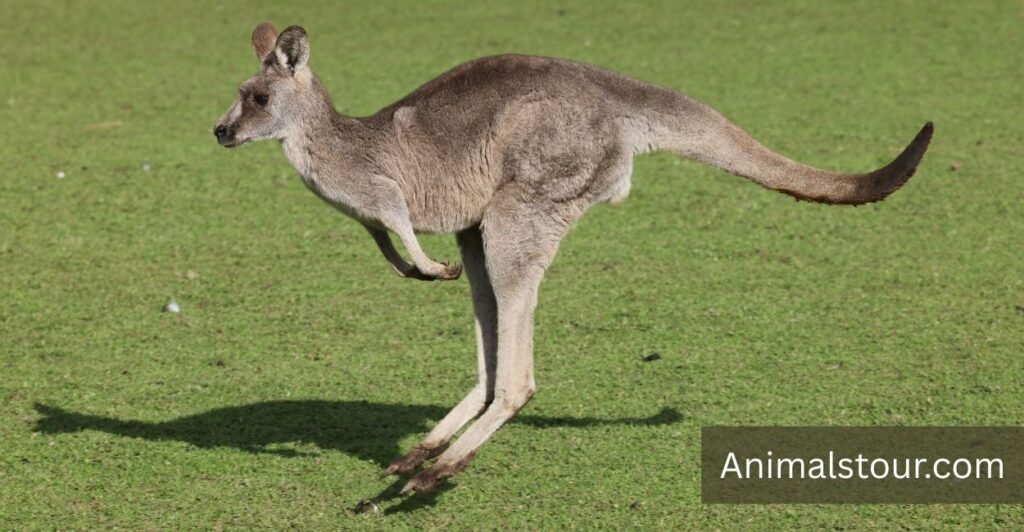 How Strong Is A Kangaroo Kick