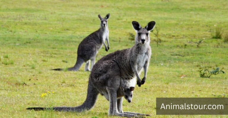 How Strong is a Kangaroo