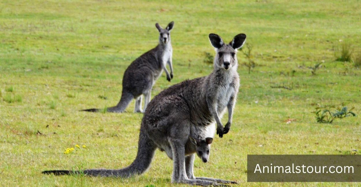 How Strong is a Kangaroo
