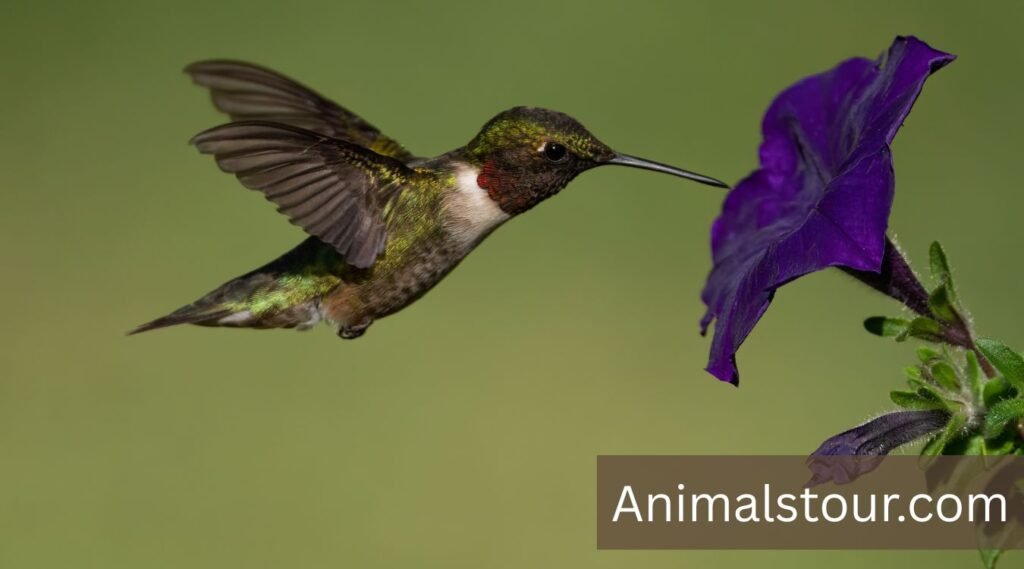 Hummingbirds