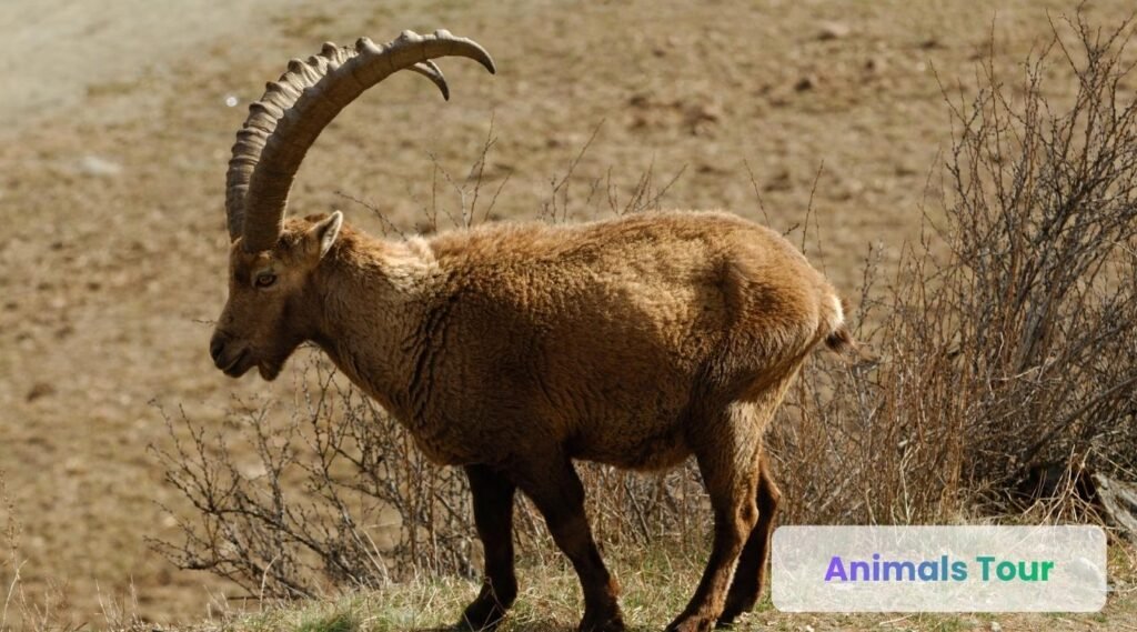 Ibex - Animals with horns