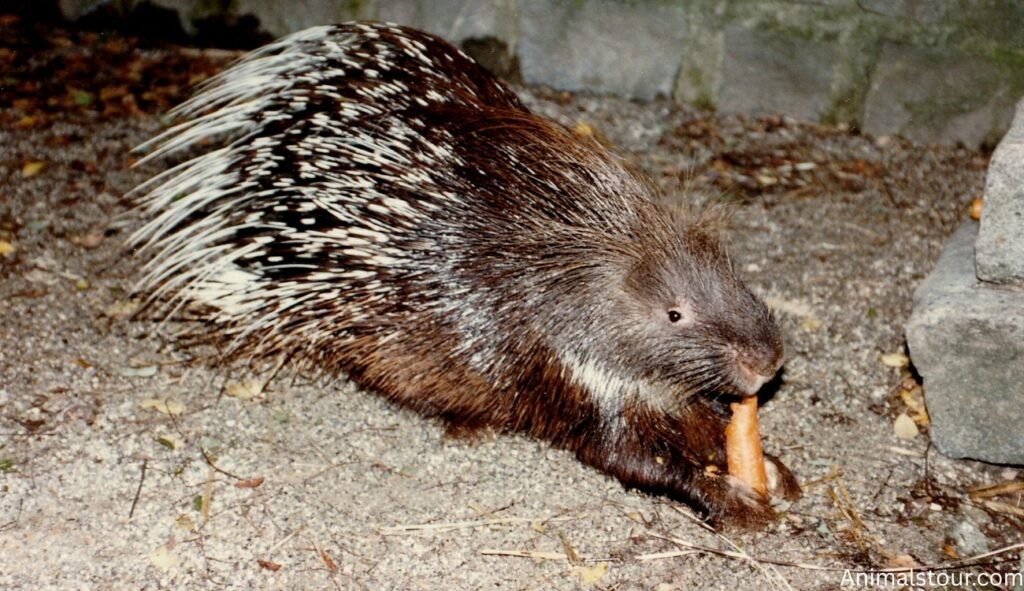 Animals With Spines and Quills
