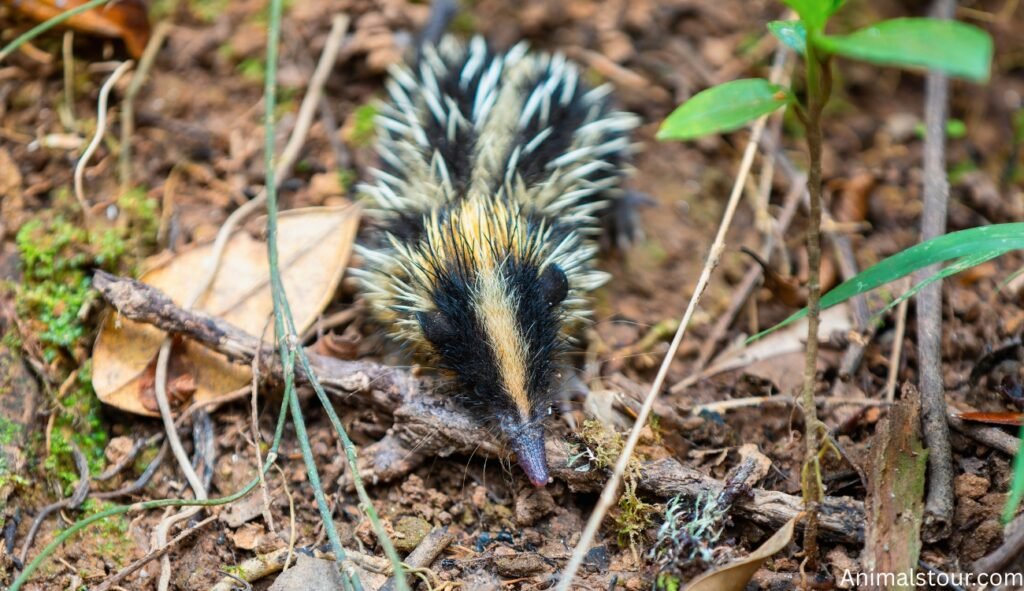 Lowland Streaked Tenrec