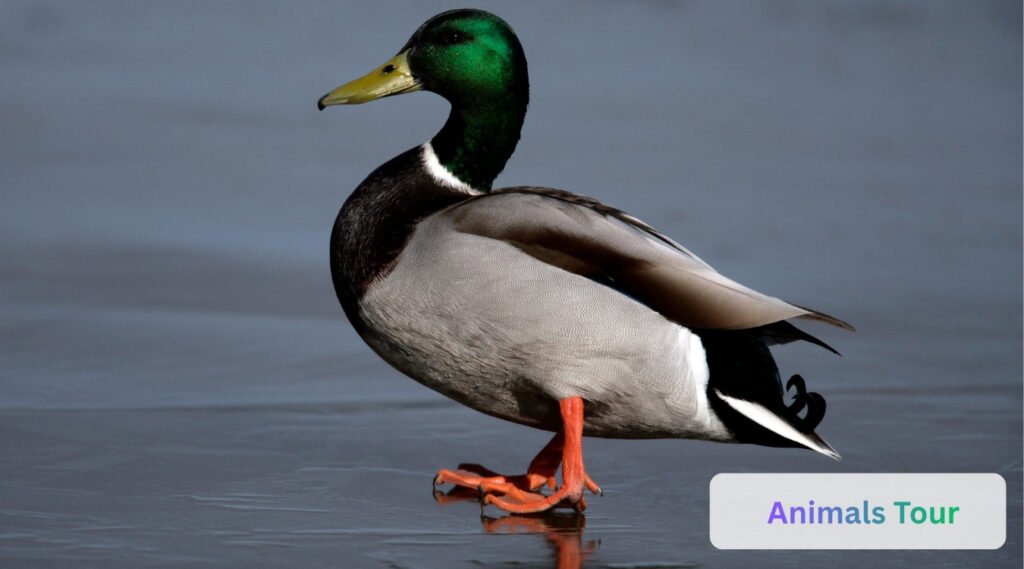 Mallard Duck
