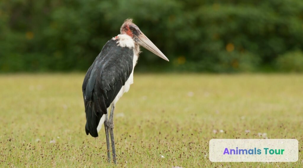Marabou Stork-dirty animals in  the world