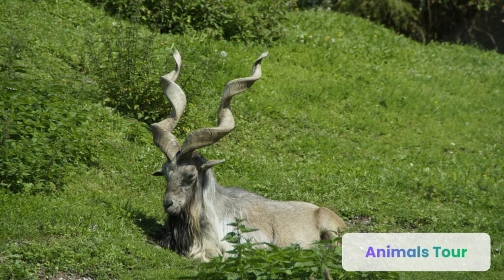 Markhor-Horned Animal