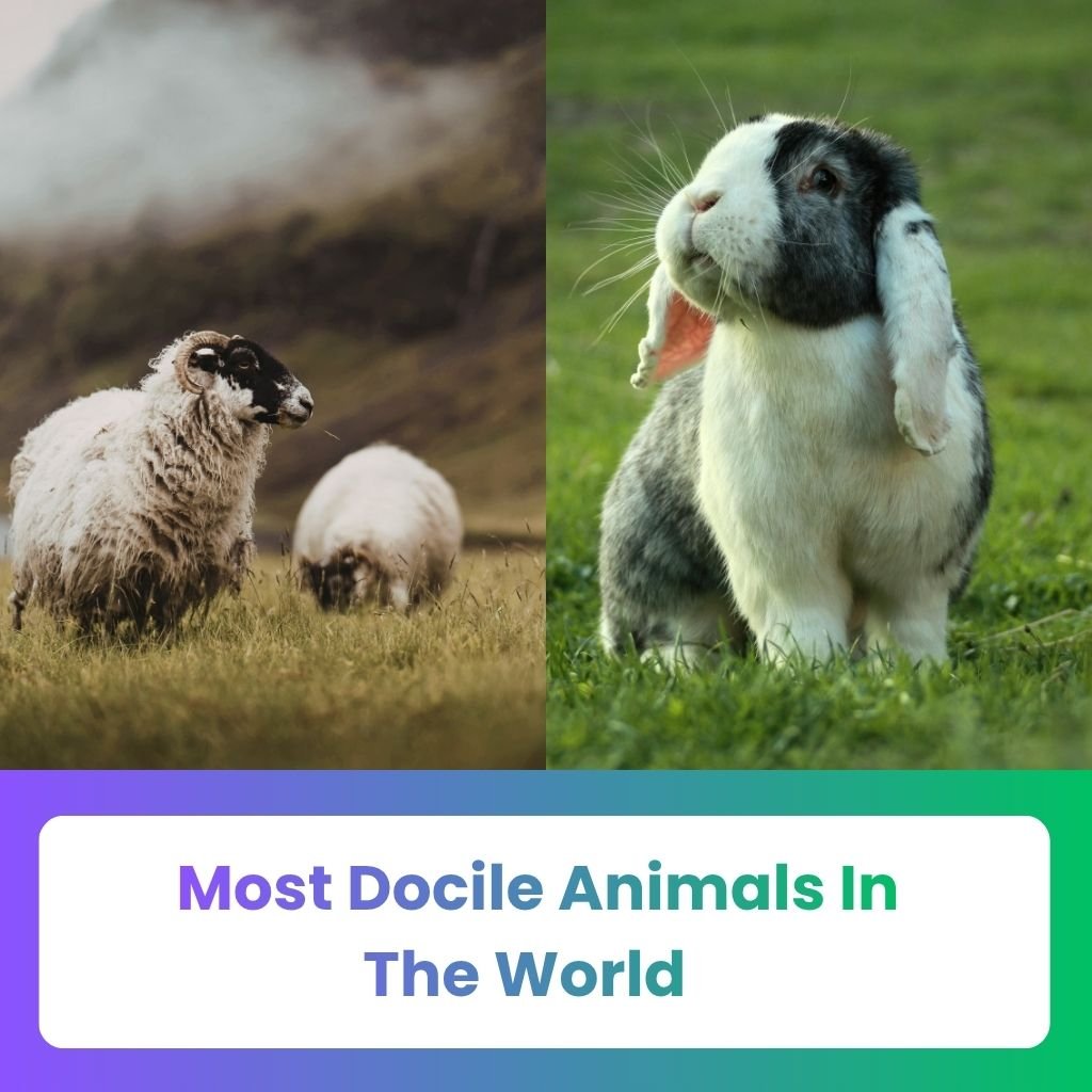 Most Docile Animals in the World